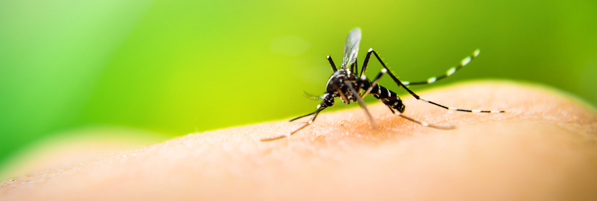 dengue mosquito picadura